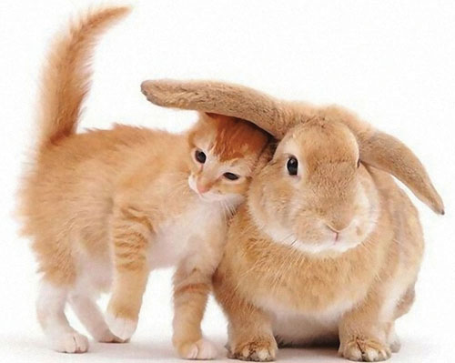 Year of the Cat OR Year of the Rabbit?