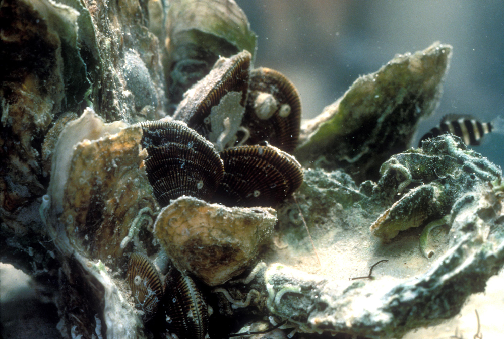 Officials warn of poisoning associated with illegal shellfish harvesting