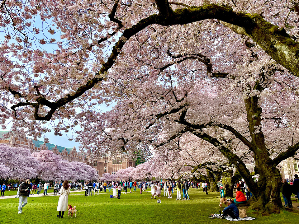 Cherry blossoms at UW