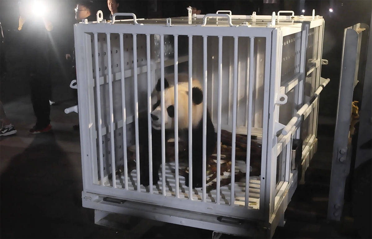 panda様　5Kg 大粒•食べごろサイズ（各1箱）　※ 日•月以外受け取り希望 PANDA-Qing-Bao.png