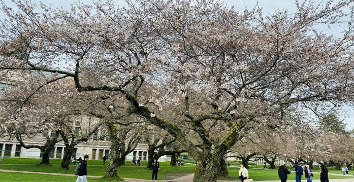 UW cherry blossoms_5713_Featured